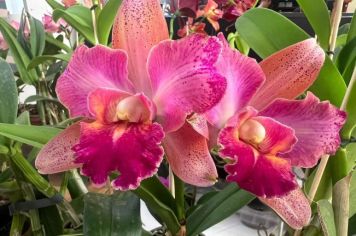 FESTIVAL DE ORQUÍDEAS EM MOCOCA