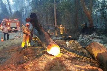 ALERTA URGENTE! INCÊNDIO E QUEDA DE ÁRVORES