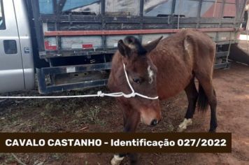 ATENÇÃO ANIMAL CAPTURADO