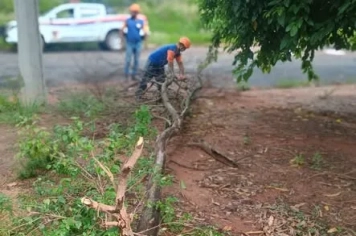DEFESA CIVIL REALIZA CORTE DE GALHOS E LIBERAÇÃO DE VIA NA COHAB II