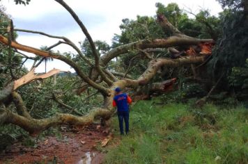 DEFESA CIVIL DE MOCOCA REALIZA REMOÇÃO DE ÁRVORE DE GRANDE PORTE QUE OFERECIA RISCOS, NA FAZENDA CONTENDAS