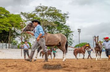 13ª Exposição Especializada do Cavalo Crioulo encanta público na Expoam