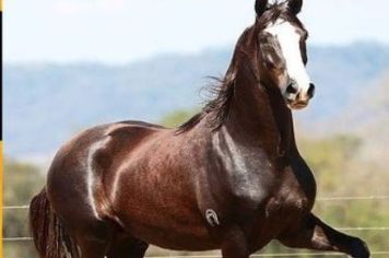 1ª COPA MARCHA DE CAVALOS DE MOCOCA