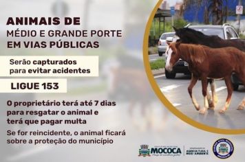 SEU ANIMAL FOI CAPTURADO PELA PREFEITURA MUNICIPAL DE MOCOCA? VEJA O QUE FAZER PARA RECUPERÁ-LO!