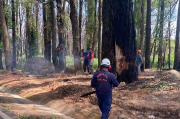 PREFEITURA REALIZA EXTRAÇÃO DE ÁRVORES 