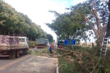 DEFESA CIVIL DE MOCOCA NA ATIVA: REMOÇÃO DE ÁRVORE NA VICINAL QUE LIGA MOCOCA Á TAMBAÚ