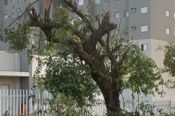 CONSCIENTIZAÇÃO: PREFEITURA ALERTA POPULAÇÃO SOBRE PODA IRREGULAR