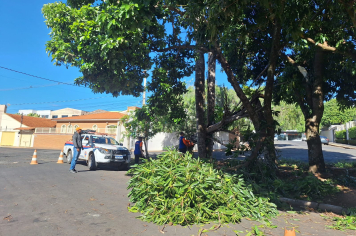  DEFESA CIVIL ATUA EM OCORRÊNCIA DE QUEDA DE ÁRVORE NO JARDIM LAVÍNIA