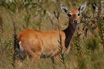 Convênio permitirá envio de animais silvestres capturados para o Bosque de Ribeirão Preto