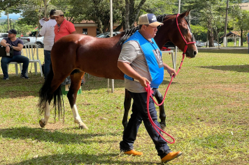AGORA NA EXPOAM - 32° EXPO ESPECIALIZADA MANGALARGA MARCHADOR MOCOCA