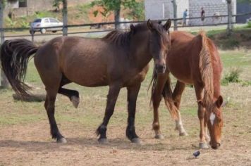PREFEITURA RESOLVE O PROBLEMA DE ANIMAIS DE MÉDIO E GRANDE PORTE NAS VIAS
