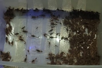 EQUIPE DO CONTROLE DE ENDEMIAS EM AÇÃO - MAIS DE 400 ESCORPIÕES CAPTURADOS