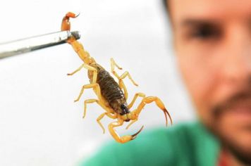 CUIDADO COM ESCORPIÕES