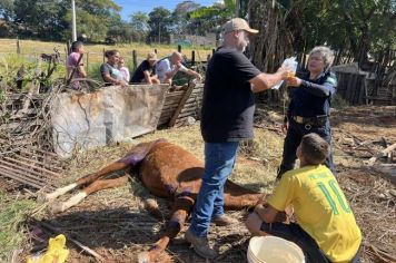 PREFEITURA ATENDE PEDIDO DE SOCORRO E SALVA ÉGUA ACIDENTADA