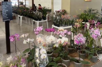 2º FESTIVAL DE ORQUÍDEAS DE MOCOCA