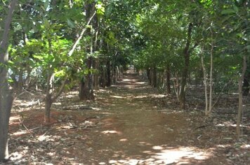 Prefeitura promove parcerias para conservação e melhorias no “Bosque da São Domingos”