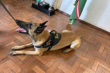 PREFEITURA MUNICIPAL DE MOCOCA RECEBE VISITA CANINA DA GCM DE VARGEM GRANDE.