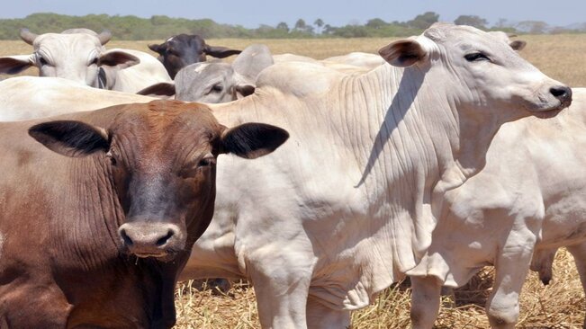 40 mil cabeças de gado deverão ser vacinadas contra a Febre Aftosa em Mococa