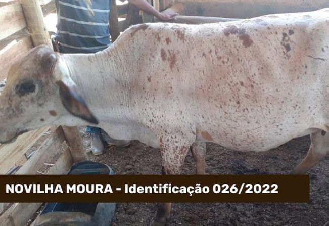 ATENÇÃO ANIMAL CAPTURADO