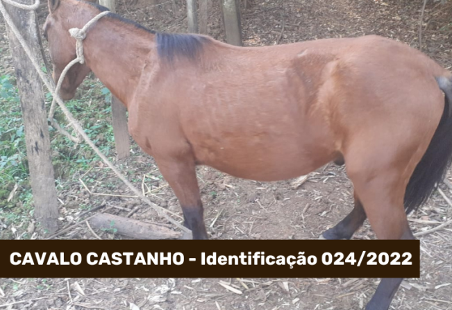 ATENÇÃO ANIMAL CAPTURADO