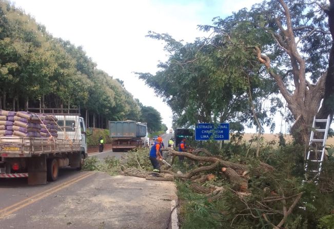  DEFESA CIVIL DE MOCOCA NA ATIVA: REMOÇÃO DE ÁRVORE NA VICINAL QUE LIGA MOCOCA Á TAMBAÚ