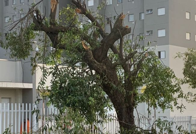 CONSCIENTIZAÇÃO: PREFEITURA ALERTA POPULAÇÃO SOBRE PODA IRREGULAR