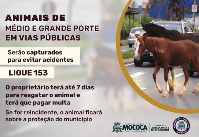 JÁ ESTÁ FUNCIONANDO O DISK DENÚNCIA PARA A CAPTURA DE ANIMAIS SOLTOS EM VIAS PÚBLICAS