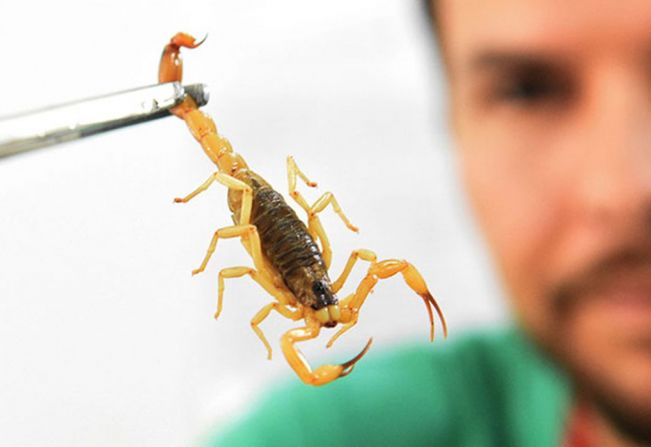 CUIDADO COM ESCORPIÕES