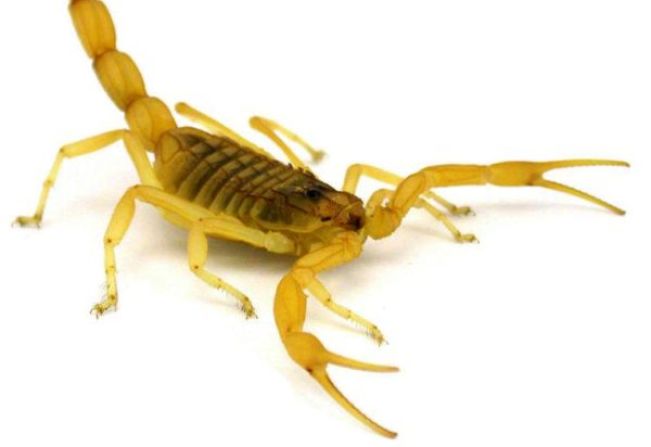 PREFEITURA MUNICIPAL DE MOCOCA FAZ ALERTA SOBRE ESCORPIÕES