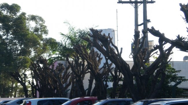 Prefeitura inicia campanha para cadastramento de podadores de árvores em Mococa